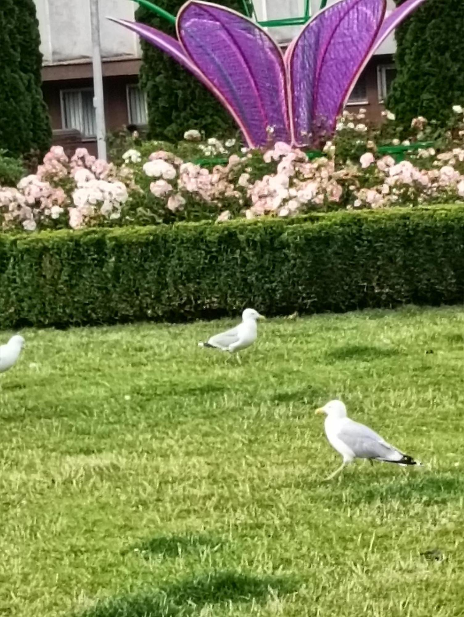 Apartament Ale Laba Kołobrzeg Esterno foto