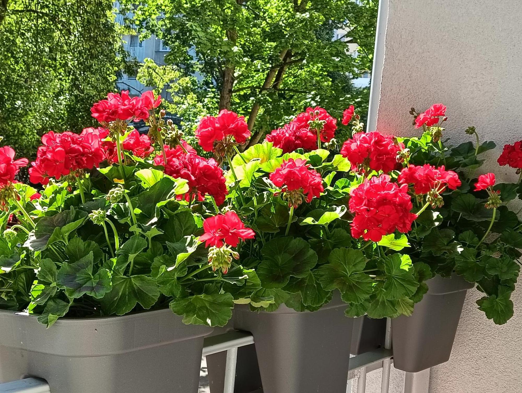 Apartament Ale Laba Kołobrzeg Esterno foto